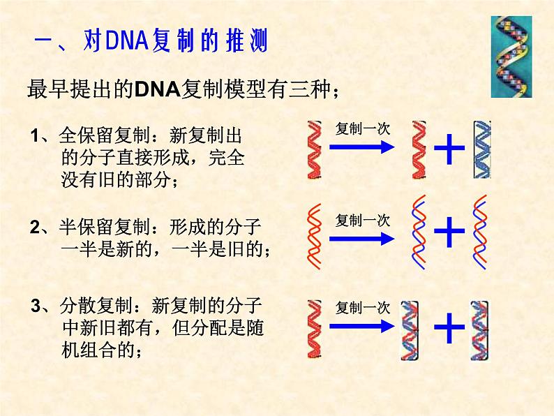 高中人教版生物必修2教学课件：3.3 DNA的复制1 Word版含答案03