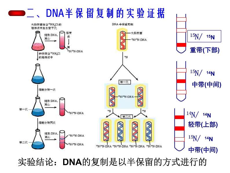 高中人教版生物必修2教学课件：3.3 DNA的复制1 Word版含答案05