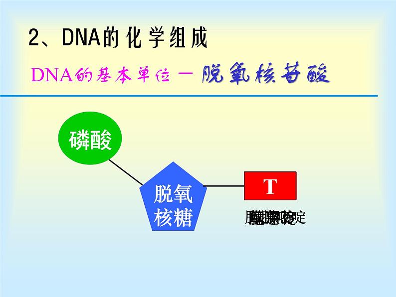 高中人教版生物必修2教学课件：3.2 DNA分子的结构2 Word版含答案07