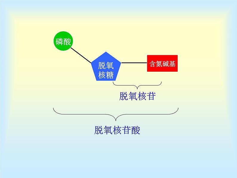 高中人教版生物必修2教学课件：3.2 DNA分子的结构2 Word版含答案08