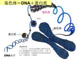 高中人教版生物必修2教学课件：3.1 DNA是主要的遗传物质2 Word版含答案