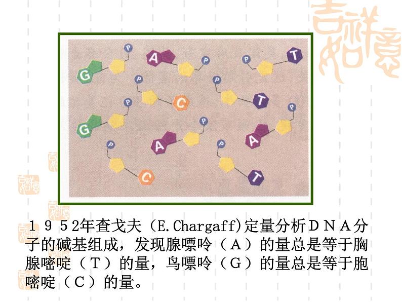 高中人教版生物必修2教学课件：3.2 DNA分子的结构1 Word版含答案06