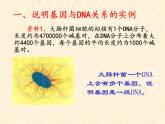 高中人教版生物必修2教学课件：3.4 基因是有遗传效应的DNA片段1 Word版含答案