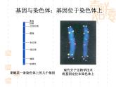 高中人教版生物必修2教学课件：3.4 基因是有遗传效应的DNA片段2 Word版含答案