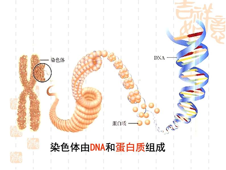 高中人教版生物必修2教学课件：3.4 基因是有遗传效应的DNA片段2 Word版含答案03