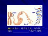 高中人教版生物必修2教学课件：3.1 DNA是主要的遗传物质1 Word版含答案
