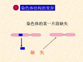 高中人教版生物必修2教学课件：5.2 染色体变异2 Word版含答案