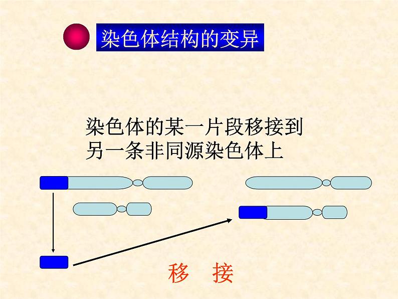 高中人教版生物必修2教学课件：5.2 染色体变异2 Word版含答案08