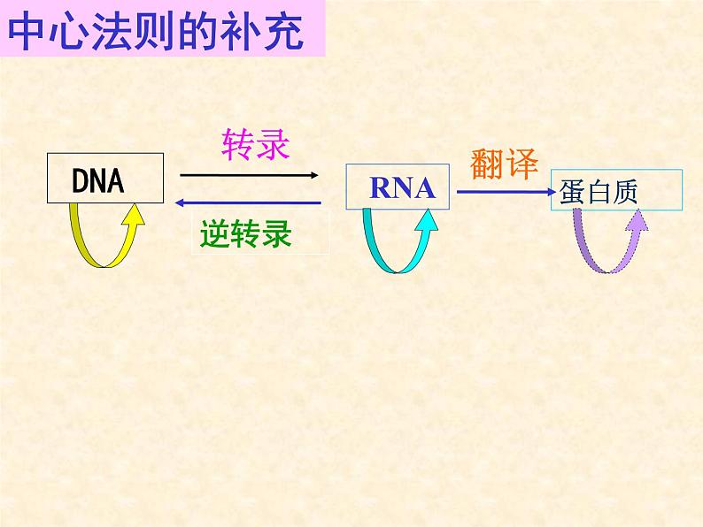 高中人教版生物必修2教学课件：4.2 基因对性状的控制2 Word版含答案08