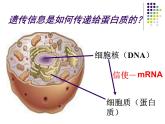 高中人教版生物必修2教学课件：4.1 基因指导蛋白质的合成2 Word版含答案