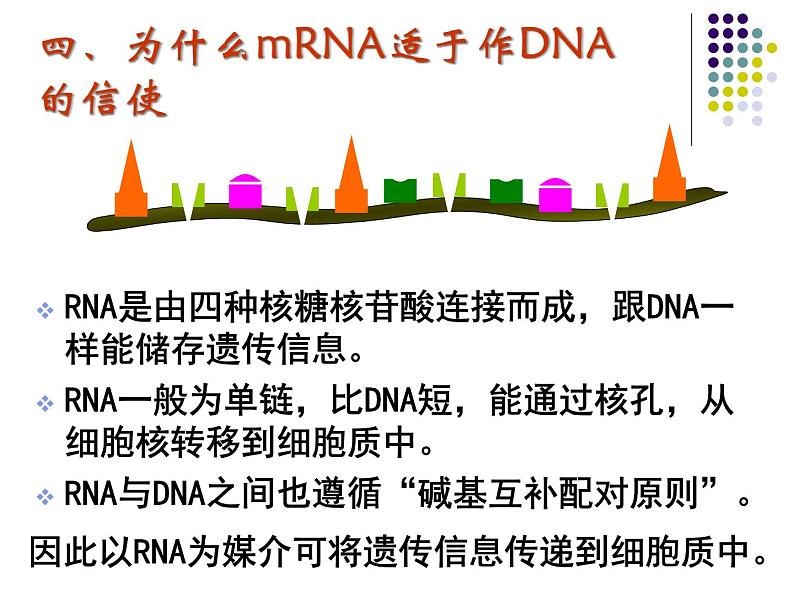 高中人教版生物必修2教学课件：4.1 基因指导蛋白质的合成2 Word版含答案第7页