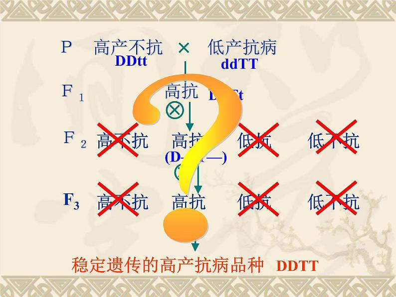 高中人教版生物必修2教学课件：6.1 杂交育种与诱变育种1 Word版含答案04