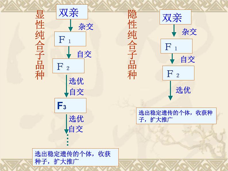 高中人教版生物必修2教学课件：6.1 杂交育种与诱变育种1 Word版含答案05