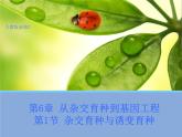 高中人教版生物必修2教学课件：6.1 杂交育种与诱变育种2 Word版含答案