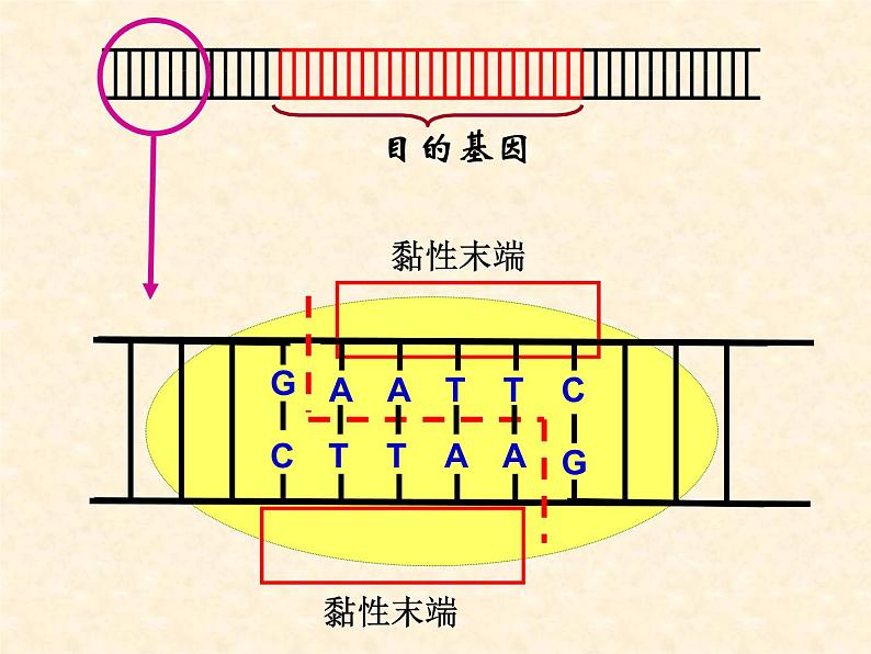 高中人教版生物必修2教学课件：6.2 基因工程及其应用1 Word版含答案05