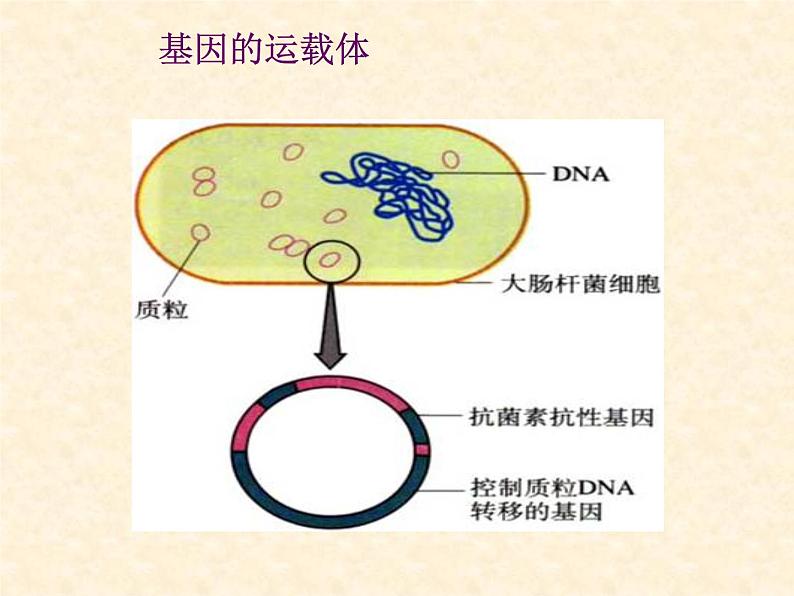 高中人教版生物必修2教学课件：6.2 基因工程及其应用1 Word版含答案07