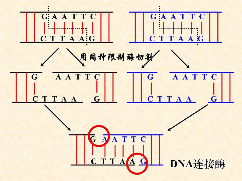 高中人教版生物必修2教学课件：6.2 基因工程及其应用1 Word版含答案08