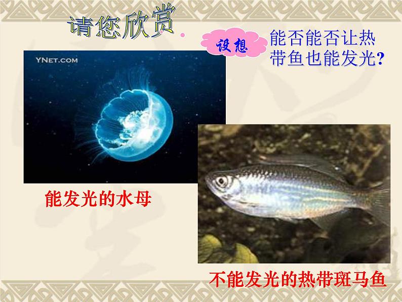 高中人教版生物必修2教学课件：6.2 基因工程及其应用2 Word版含答案03