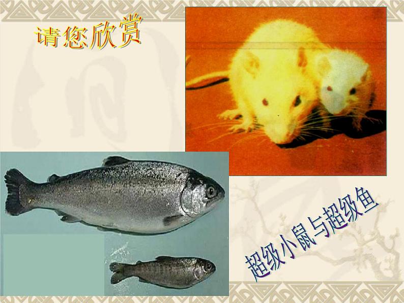 高中人教版生物必修2教学课件：6.2 基因工程及其应用2 Word版含答案05