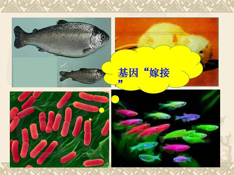 高中人教版生物必修2教学课件：6.2 基因工程及其应用2 Word版含答案07