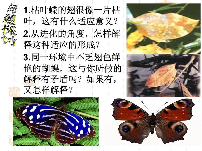 高中人教版生物必修2教学课件：7.1 现代生物进化理论的由来2 Word版含答案02