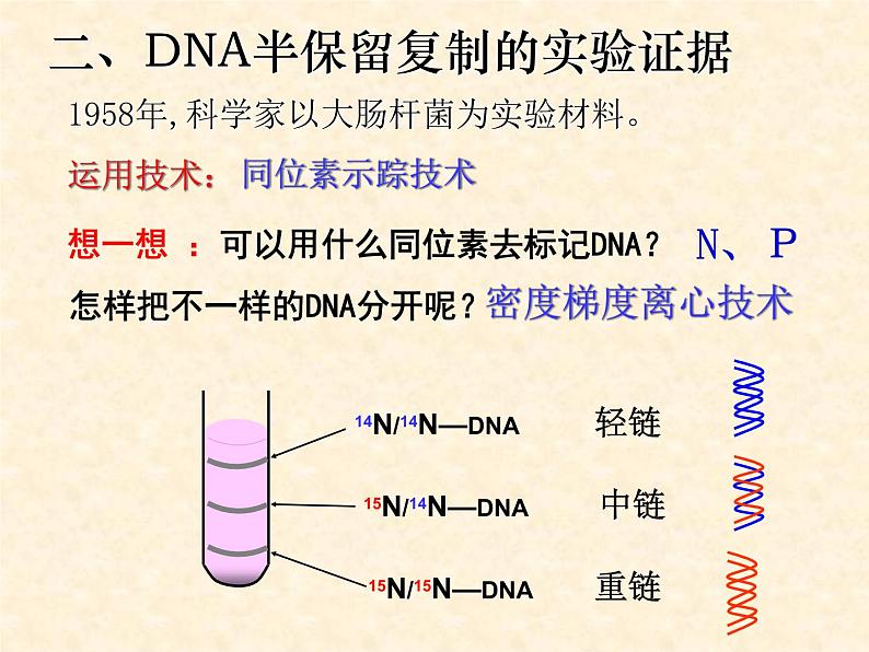 高中人教版生物必修2教学课件：3.3 DNA的复制2 Word版含答案07