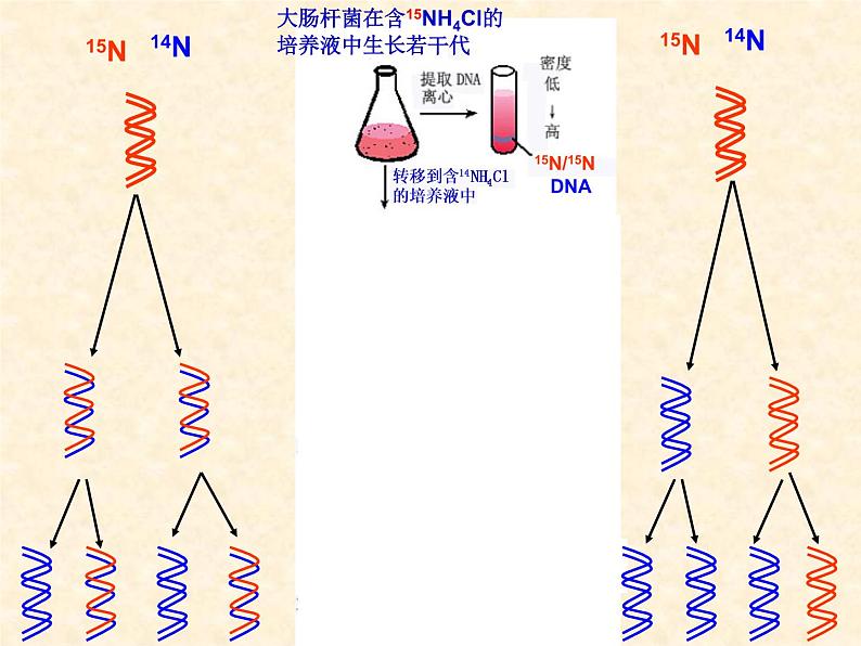 高中人教版生物必修2教学课件：3.3 DNA的复制2 Word版含答案08