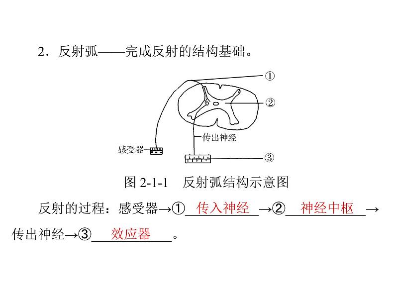 新人教版生物必修三：2.1《通过神经系统的调节》ppt课件（59页）03