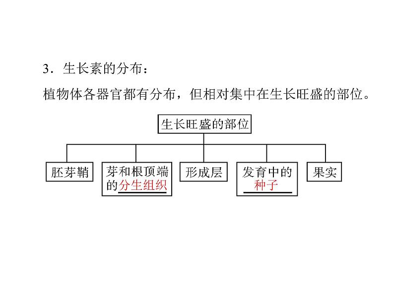 新人教版生物必修三：3.1《植物生长素的发现》ppt课件（35页）06