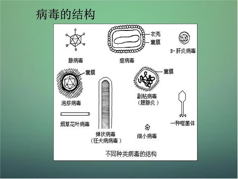 高中生物 2.1微生物的培养与应用--微生物的实验室培养课件 新人教版选修104