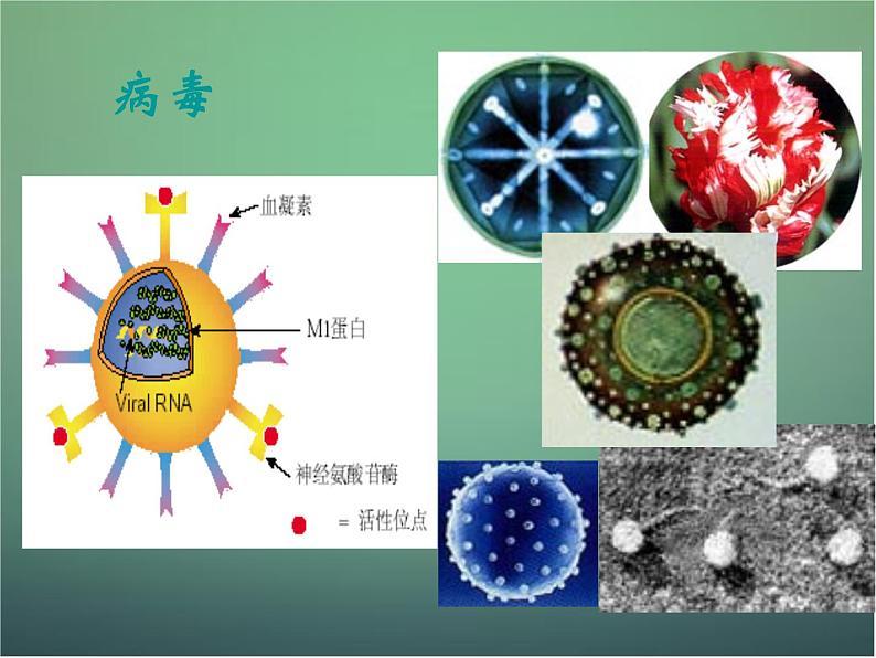 高中生物 2.1微生物的培养与应用--微生物的实验室培养课件 新人教版选修105