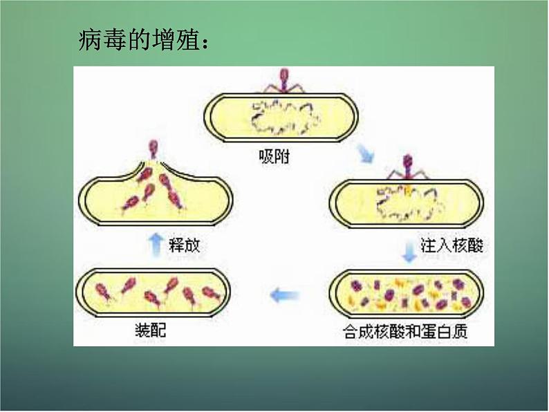 高中生物 2.1微生物的培养与应用--微生物的实验室培养课件 新人教版选修108