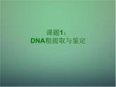 高中生物 5.1DNA的粗提取与鉴定课件 新人教版选修1