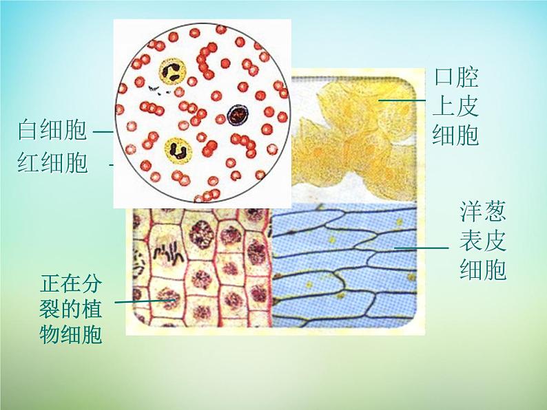 人教版高一生物必修1课件：1.2细胞的多样性和统一性02