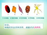 人教版高一生物必修1课件：1.2细胞的多样性和统一性