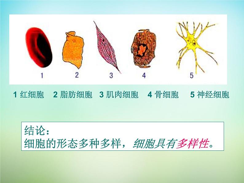 人教版高一生物必修1课件：1.2细胞的多样性和统一性04