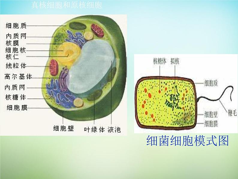 人教版高一生物必修1课件：1.2细胞的多样性和统一性08