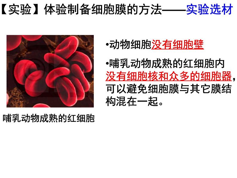 人教版高一生物必修1课件：3.1 细胞膜-系统的边界 （共42张PPT）06