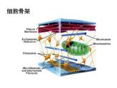 人教版高一生物必修1课件：3.2.2细胞器——系统内的分工与合作1