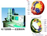 人教版高一生物必修1课件：3.2.2细胞器——系统内的分工与合作1