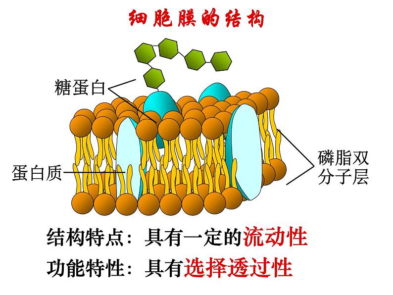 人教版高一生物必修1课件：4.3 物质跨膜运输的方式101