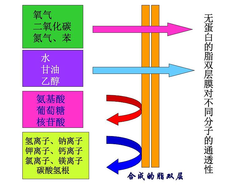 人教版高一生物必修1课件：4.3 物质跨膜运输的方式105