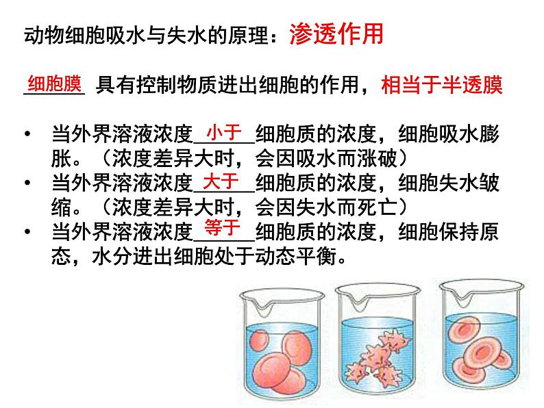 人教版高一生物必修1课件：4.2 生物膜的流动镶嵌模型 （共44张PPT）01