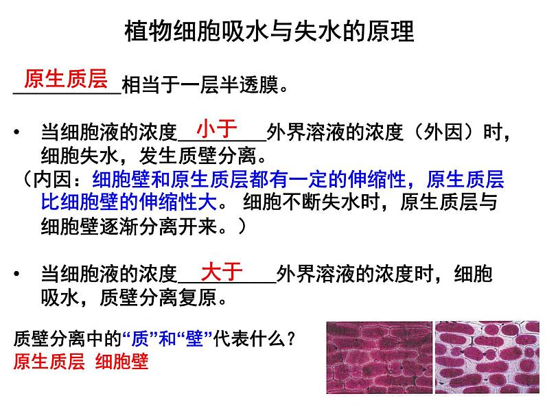 人教版高一生物必修1课件：4.2 生物膜的流动镶嵌模型 （共44张PPT）02