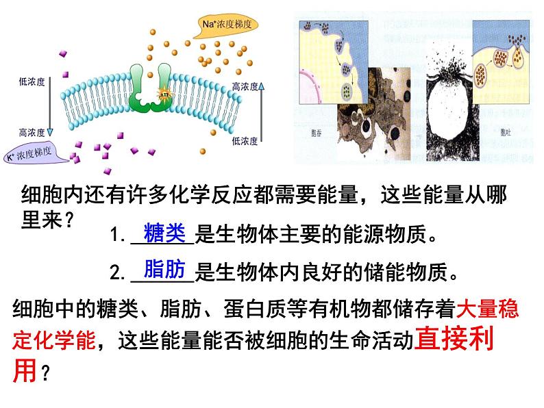 人教版高一生物必修1课件：5.2 细胞的能量“通货”——ATP （共22张PPT）03