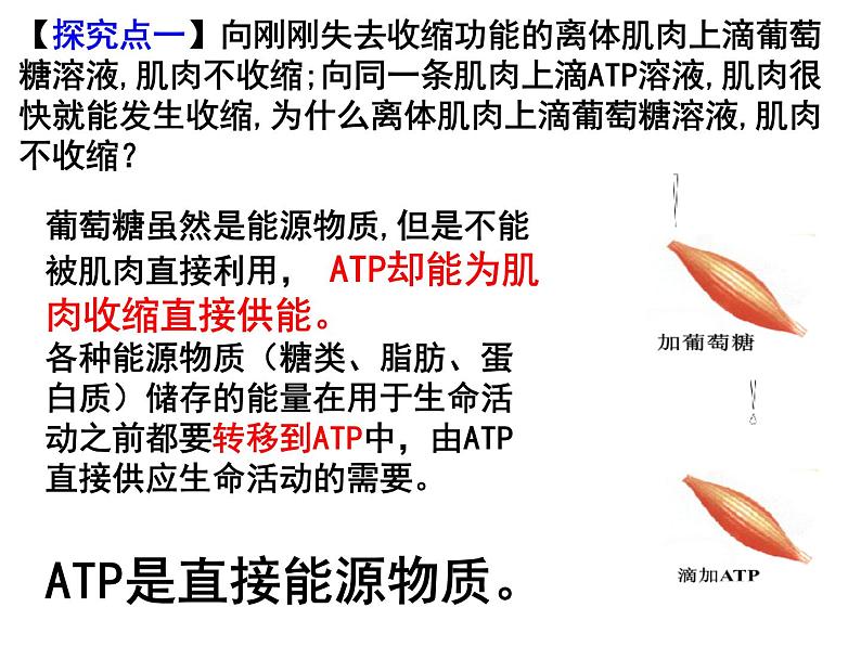人教版高一生物必修1课件：5.2 细胞的能量“通货”——ATP （共22张PPT）04
