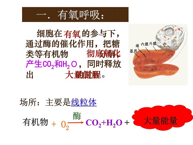 人教版高一生物必修1课件：5.3 ATP的主要来源 （共36张PPT）03