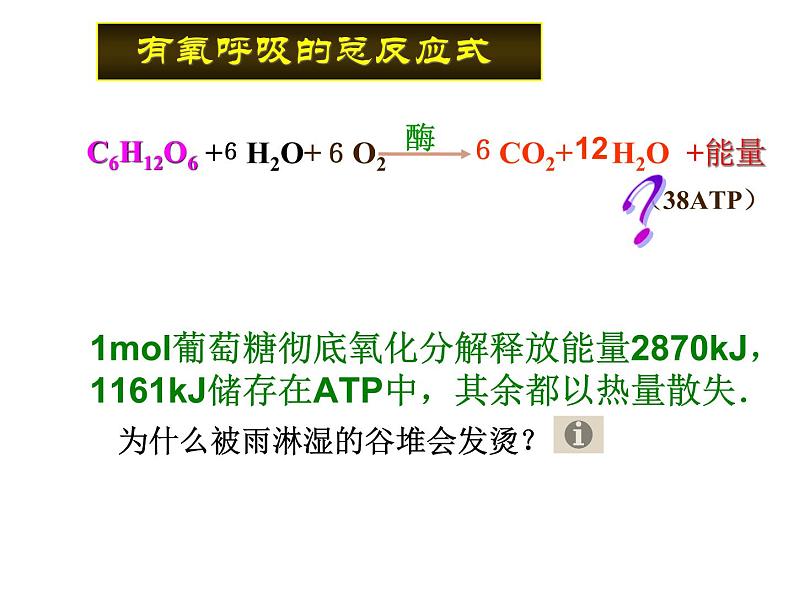 人教版高一生物必修1课件：5.3 ATP的主要来源 （共36张PPT）07