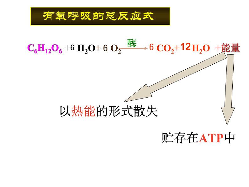 人教版高一生物必修1课件：5.3 ATP的主要来源 （共36张PPT）08