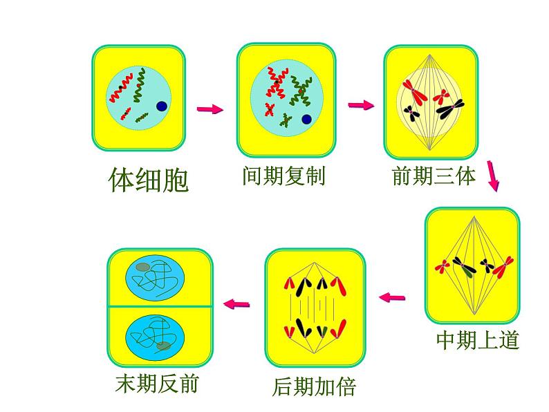 人教版高一生物必修1课件：6.1.3 细胞的增殖02